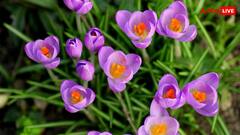 नागपुर के कपल ने हवा में केसर उगाकर कमाए 50 लाख रुपये, जानें आप कैसे शुरू कर सकते हैं ये काम