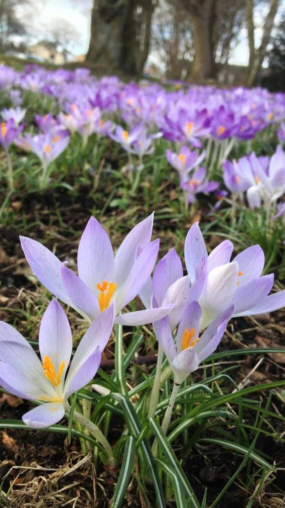 केसर की खेती करते वक्त ध्यान रखें ये बातें