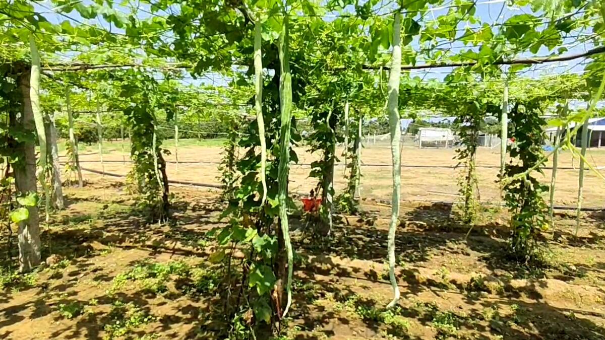 பாம்புக்காய் விவசாயத்தில் பட்டையை கிளப்பும் விவசாயிகள் - நல்ல விலை கிடைப்பதால் மகிழ்ச்சி..!