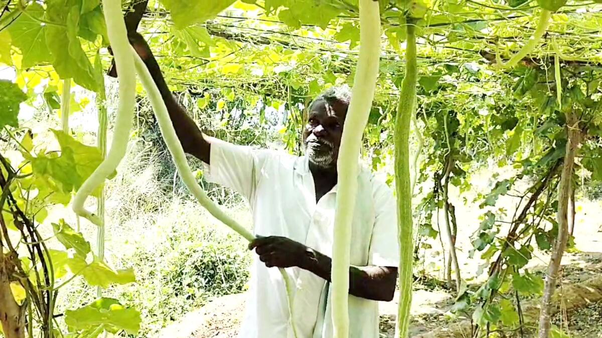 பாம்புக்காய் விவசாயத்தில் பட்டையை கிளப்பும் விவசாயிகள் - நல்ல விலை கிடைப்பதால் மகிழ்ச்சி..!