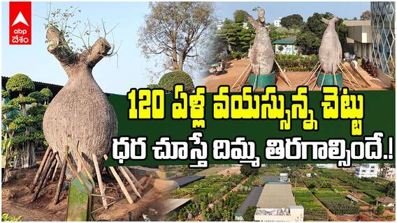 Kadiyam Costly Bonsai Plant | చెట్టు దుంగలా కనిపిస్తున్న ఈ మొక్క రేట్ ఎంతో తెలుసా | ABP Desam