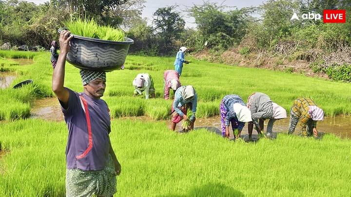 PM Kisan Yojana News: किसान योजना में आवेदन करने वाले कुछ किसानों को सरकार की ओर से दी जाने वाली यह आर्थिक सहायता नहीं मिल पाएगी. जानें इसके पीछे क्या कारण हैं.