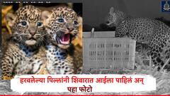 Satara: हरवलेल्या पिल्लांच्या काळजीने मादी बिबट्या शिवारात आली, संध्याकाळी चारही पिल्लं पेटीत सापडली अन् आईला पाहताच कुशीत बिलगली, पहा CCTV दृश्य