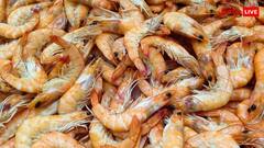 वाईब्रियोसिस बीमारी झींगा पालन में दे सकती है नुकसान, एक्सपर्ट्स की सलाह से तुंत मिलेगा छुटकारा