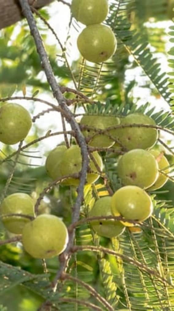 వేసవికాలంలో రాగి ఉసిరికాయలు తినొచ్చా? లాభాలున్నాయా?