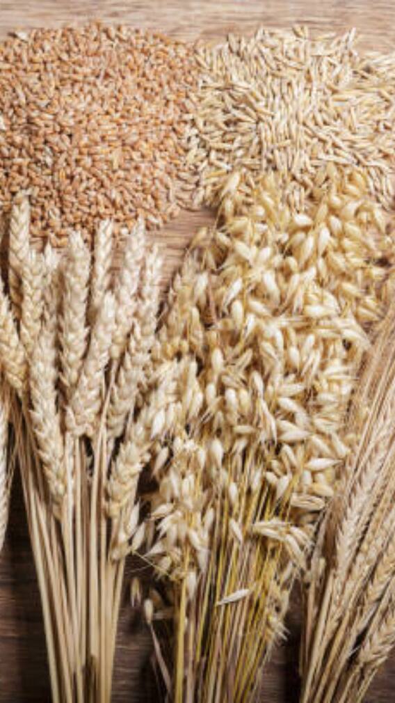 நன்மை தரும் பார்லி -  ஊட்டச்சத்து உணவு முறையில் பார்லியை சேர்ப்பதற்கான 9 காரணங்கள்