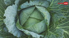 क्या पालक या हरी सब्जियों में भी होता है पत्ता गोभी वाला कीड़ा? ये है सच