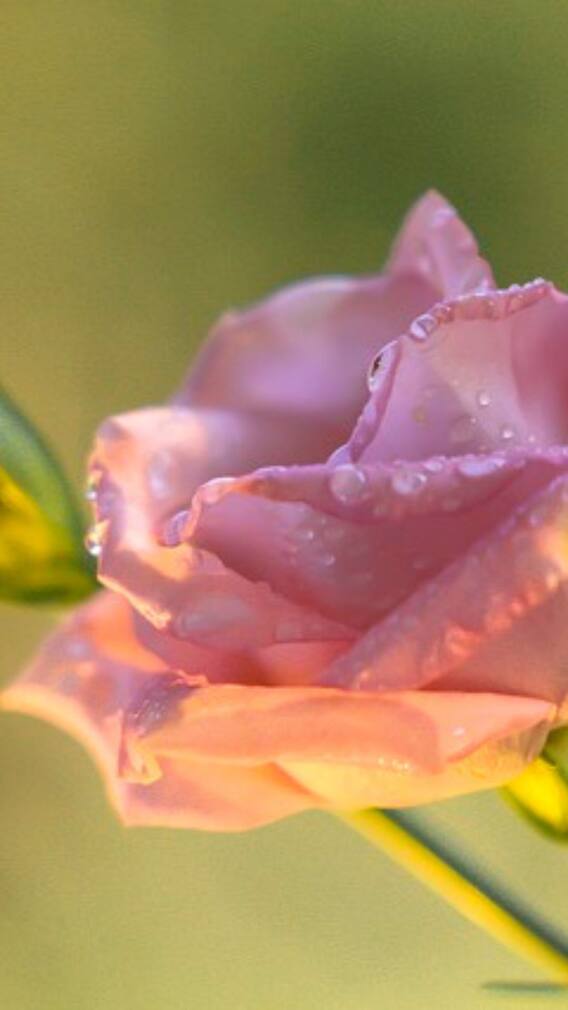 ரோஜா பூவின் மருத்துவ நன்மைகள்!