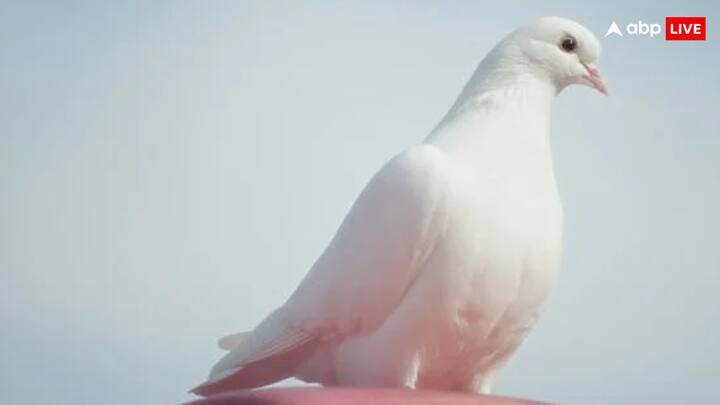 इसके अलावा कबूतरों की आंखों के रेटिना में क्रिप्टोक्रोम नाम का प्रोटीन पाया जाता है, जिससे वह जल्द रास्ता ढूंढ लेते है. इसीलिए उन्हें संदेशवाहक कहते थे.