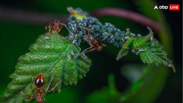 Today we are going to tell you about the bullet species of ants. This ant is considered one of the largest ants in the world. Their size ranges from 0.7 to 1.2 inches.