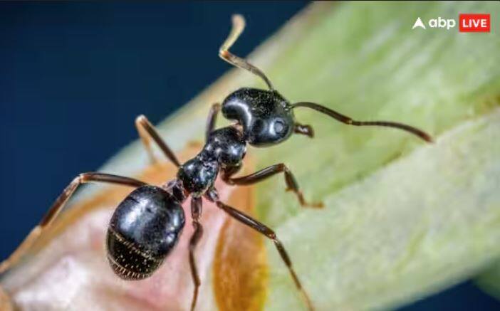 ਜਾਣਕਾਰੀ ਅਨੁਸਾਰ, ਇਹ ਕੀੜੀਆਂ ਸ਼ਾਂਤ ਹੁੰਦੀਆਂ ਹਨ। ਆਪਣੇ ਜ਼ਹਿਰੀਲੇ ਡੰਗ ਦੇ ਬਾਵਜੂਦ, ਇਹ ਕੀੜੀਆਂ ਬਹੁਤ ਹਮਲਾਵਰ ਨਹੀਂ ਹਨ।