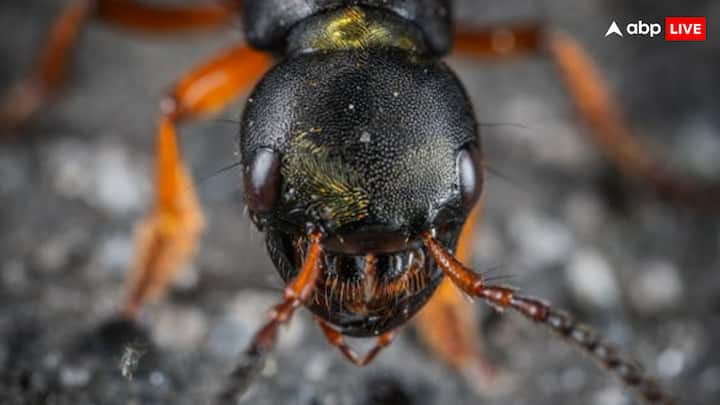 Now you must be wondering where these bullet ants are found. Tell me that on earth, they leave very cold areas and get it in every corner of the world. You will also be present in homes.