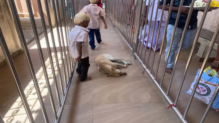 Devotees suffer from dog issue  at Samayapuram mariamman temple tnn Samayapuram : மாரியம்மா எங்களை காப்பாற்று... சமயபுரம் வரும் பக்தர்களின் கதறல் எதற்காக?