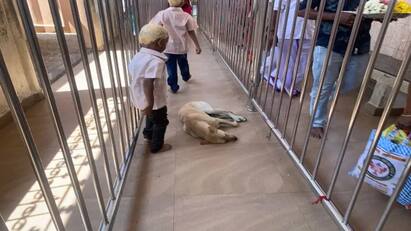 Devotees suffer from dog issue  at Samayapuram mariamman temple tnn Samayapuram : மாரியம்மா எங்களை காப்பாற்று... சமயபுரம் வரும் பக்தர்களின் கதறல் எதற்காக?