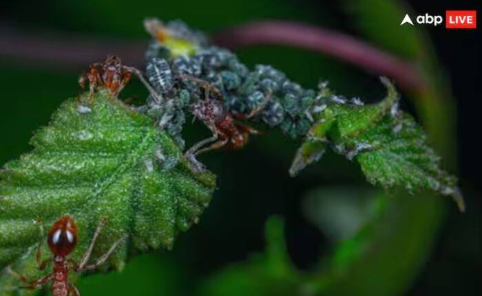 ਅੱਜ ਅਸੀਂ ਤੁਹਾਨੂੰ ਕੀੜੀਆਂ ਦੀ ਬੁਲੇਟ ਪ੍ਰਜਾਤੀ ਬਾਰੇ ਦੱਸਣ ਜਾ ਰਹੇ ਹਾਂ। ਇਸ ਕੀੜੀ ਨੂੰ ਦੁਨੀਆ ਦੀਆਂ ਸਭ ਤੋਂ ਵੱਡੀਆਂ ਕੀੜੀਆਂ ਵਿੱਚੋਂ ਇੱਕ ਮੰਨਿਆ ਜਾਂਦਾ ਹੈ। ਇਨ੍ਹਾਂ ਦਾ ਆਕਾਰ 0.7 ਤੋਂ 1.2 ਇੰਚ ਤੱਕ ਹੁੰਦਾ ਹੈ।