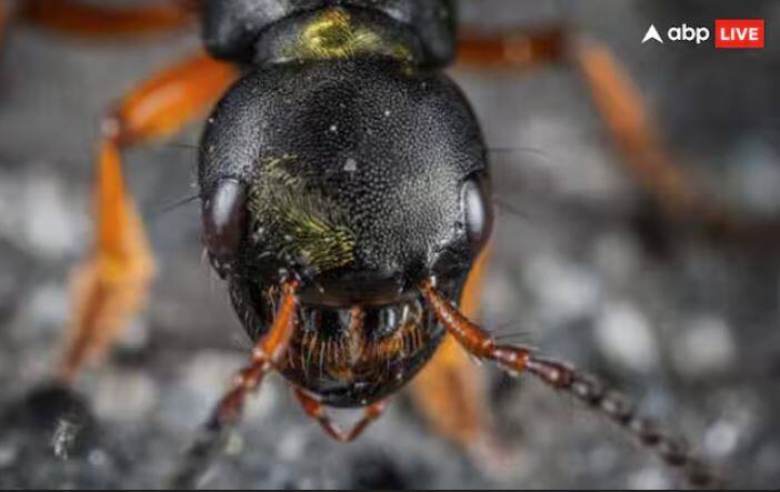 ਹੁਣ ਤੁਸੀਂ ਸੋਚ ਰਹੇ ਹੋਵੋਗੇ ਕਿ ਇਹ ਬੁਲੇਟ ਵਾਲੀਆਂ ਕੀੜੀਆਂ ਕਿੱਥੇ ਮਿਲਦੀਆਂ ਹਨ। ਤੁਹਾਨੂੰ ਦੱਸ ਦੇਈਏ ਕਿ ਇਹ ਬਹੁਤ ਠੰਡੇ ਇਲਾਕਿਆਂ ਨੂੰ ਛੱਡ ਕੇ ਦੁਨੀਆ ਦੇ ਹਰ ਕੋਨੇ ਵਿੱਚ ਪਾਏ ਜਾਂਦੇ ਹਨ। ਤੁਹਾਨੂੰ ਇਹ ਘਰਾਂ ਵਿੱਚ ਵੀ ਮੌਜੂਦ ਮਿਲੇਗਾ।