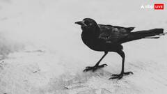 कौवा और कबूतर में कौन ज्यादा होशियार, ये कैसे करते हैं जगह की पहचान