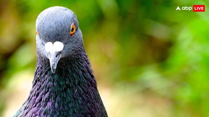 कबूतर अपने के समय में सबसे बड़े संदेशवाहक होते थे, क्योंकि उन्हें रास्ता पता होता था. वहीं कबूतरों के पैटर्न और चाल का अध्ययन करते समय यह देखा गया कि उनके पास दिशाओं को याद रखने की एक अद्भुत समझ होती है.