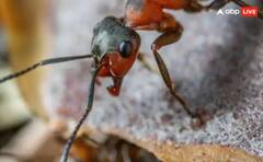 ਇਸ ਕੀੜੀ ਦੇ ਡੰਗ ਨਾਲ ਵਿਅਕਤੀ ਹੋ ਸਕਦਾ ਬਿਮਾਰ, ਜਾਣੋ ਕਿਹੋ ਜਿਹੀ ਹੁੰਦੀ ਇਹ ਕੀੜੀ ?