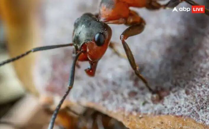 ਤੁਹਾਨੂੰ ਦੱਸ ਦੇਈਏ ਕਿ ਬੁਲੇਟ ਕੀੜੀ ਦੇ ਜ਼ਹਿਰੀਲੇ ਡੰਗ ਨਾਲ ਮਨੁੱਖ ਨੂੰ ਅਸਹਿ ਦਰਦ ਹੁੰਦਾ ਹੈ। ਉਸ ਸਮੇਂ ਦੌਰਾਨ, ਇੱਕ ਵਿਅਕਤੀ ਨੂੰ ਯਕੀਨੀ ਤੌਰ 'ਤੇ ਅਜਿਹਾ ਮਹਿਸੂਸ ਹੁੰਦਾ ਹੈ ਜਿਵੇਂ ਉਸਨੂੰ ਗੋਲੀ ਮਾਰ ਦਿੱਤੀ ਗਈ ਹੋਵੇ। ਇਸ ਕੀੜੀ ਦਾ ਨਾਮ ਬੁਲੇਟ ਰੱਖਣ ਦਾ ਇਹ ਵੀ ਇੱਕ ਕਾਰਨ ਹੈ।