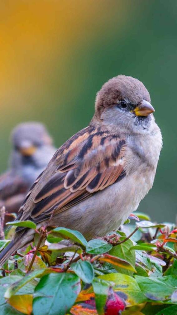 चीन में क्यों मारी गई थी लाखों गौरैया चिड़िया?