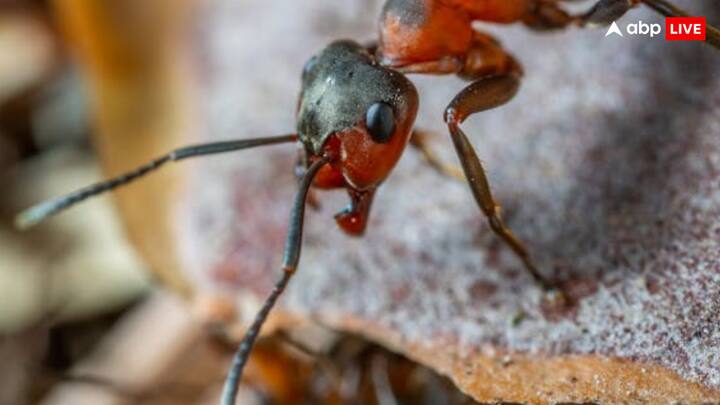 Please tell that a person has unbearable pain due to the poisonous sting of the bullet ant. During that time, the person feels that there is a bullet. This is also a reason behind the name of this ant.