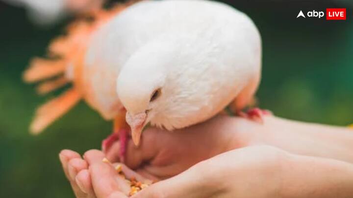 रिसर्च में सामने आया है कि कबूतर के दिमाग में 53 कोशिकाओं का एक समूह की पाया जाता है. जिनकी मदद से वे दिशा की पहचान और पृथ्वी के चुंबकीय क्षेत्र का निर्धारण करने में सक्षम होते हैं.