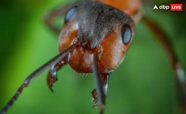 ਤੁਸੀਂ ਦੇਖਿਆ ਹੋਵੇਗਾ ਕਿ ਕੀੜੀਆਂ ਆਮ ਤੌਰ 'ਤੇ ਜ਼ਮੀਨ 'ਤੇ ਰਹਿੰਦੀਆਂ ਹਨ। ਪਰ ਤੁਹਾਨੂੰ ਦੱਸ ਦੇਈਏ ਕਿ ਬੁਲੇਟ ਕੀੜੀਆਂ ਅਜਿਹੀਆਂ ਹੁੰਦੀਆਂ ਹਨ ਜੋ ਜ਼ਮੀਨ 'ਤੇ ਨਹੀਂ ਸਗੋਂ ਰੁੱਖਾਂ 'ਤੇ ਰਹਿੰਦੀਆਂ ਹਨ। ਇਹ ਖਾਸ ਤੌਰ 'ਤੇ ਮੀਂਹ ਦੇ ਜੰਗਲਾਂ ਦੇ ਰੁੱਖਾਂ ਨਾਲ ਢਕੇ ਖੇਤਰਾਂ ਵਿੱਚ ਪਾਏ ਜਾਂਦੇ ਹਨ।