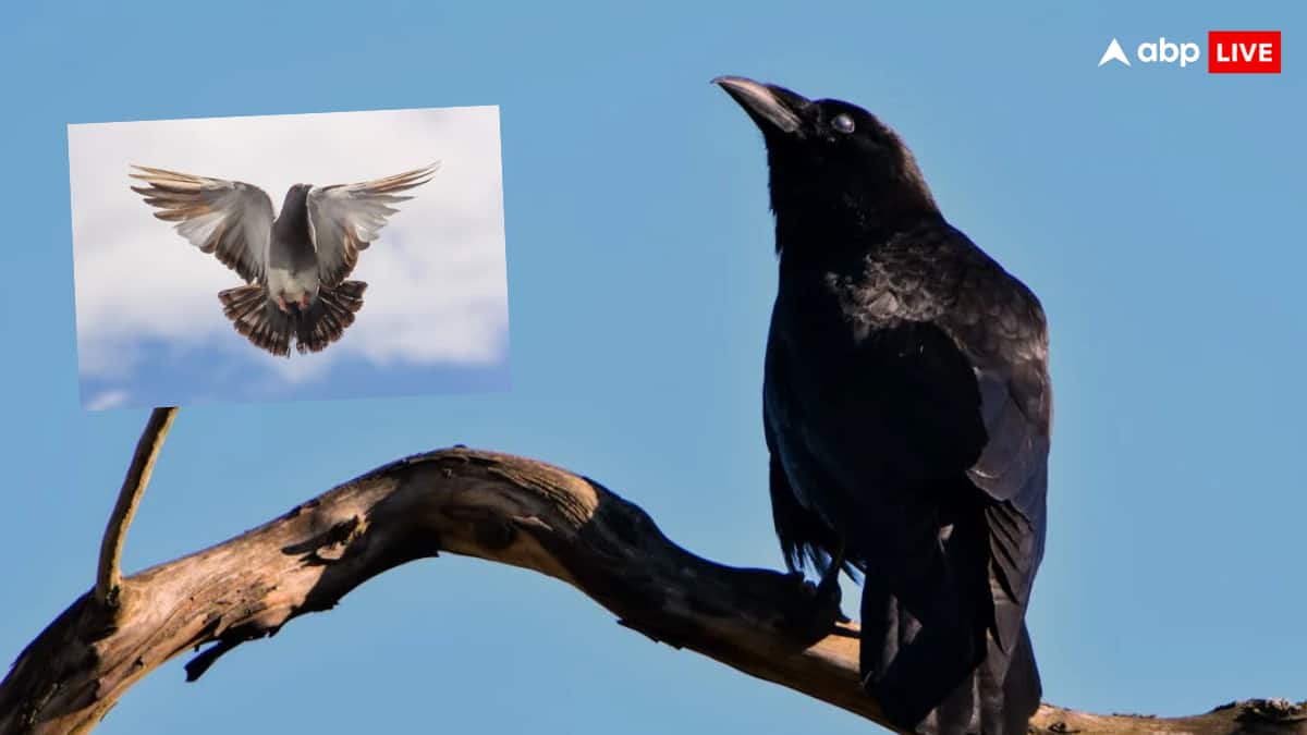 कौवा और कबूतर में कौन ज्यादा होशियार, ये कैसे करते हैं जगह की पहचान
