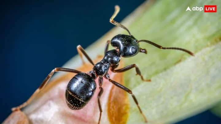 According to the information, these ants are calm. Despite these ants being a poisonous sting, they are not very aggressive ants.