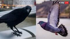 कौवा और कबूतर में कौन ज्यादा होशियार, ये कैसे करते हैं जगह की पहचान