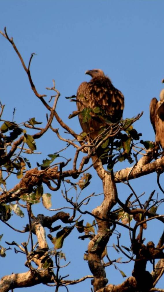 मध्य प्रदेश में बढ़ी गिद्धों की संख्या, जानें अब कितने हुए?
