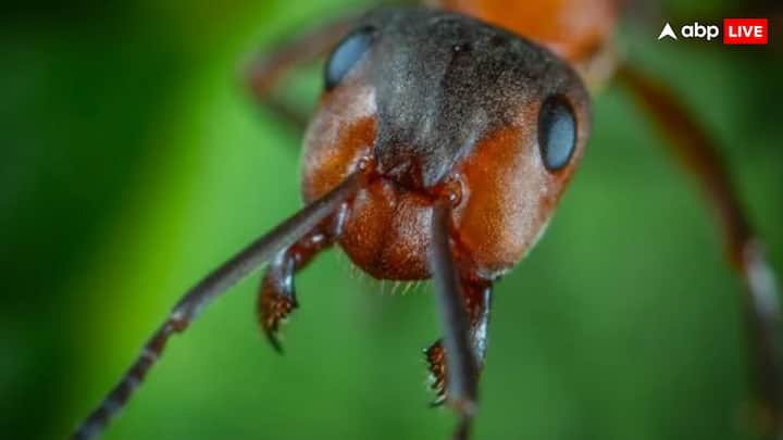 You must have seen that the ants usually live on the ground. But let us know that bullet ants are like this, they live not on the ground but on the tree. Especially these are more in areas with trees of rainforests.