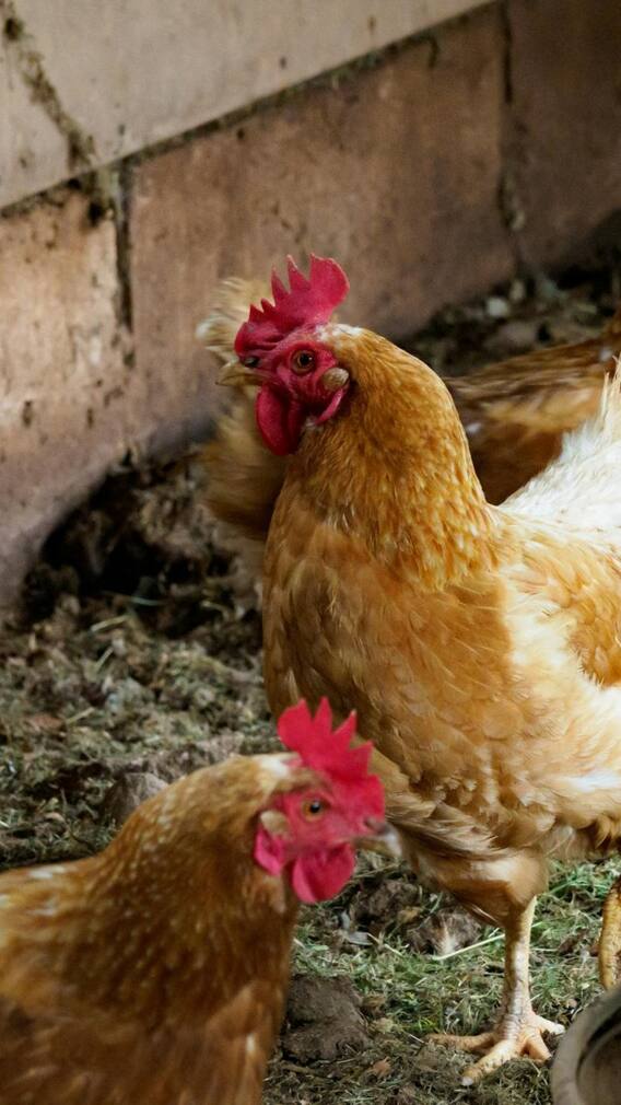 मुर्गी की उम्र कितनी होती है?