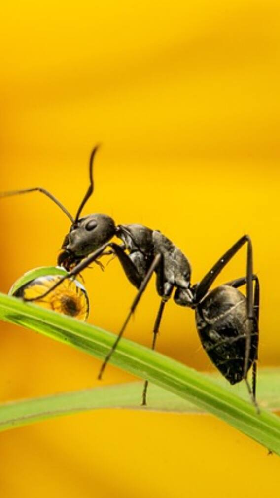 हमेशा लाइन बनाकर क्यों चलती हैं चीटियां?