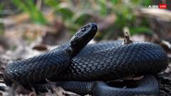 Somwar: सोमवार के दिन सुबह उठते ही दिख जाएं ये चीजें तो समझ लें खुश हैं भोलेनाथ