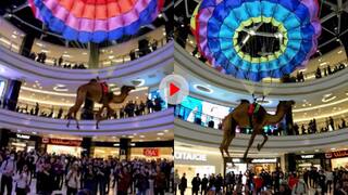 फ्लाइंग केमल! बाप रे ये ऊंट तो उड़ता भी है, वीडियो देख आंखों पर नहीं आएगा यकीन, रह जाएंगे हैरान