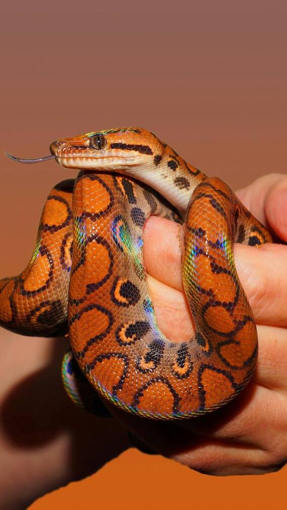 सांप कितनी रफ्तार से करता है अटैक