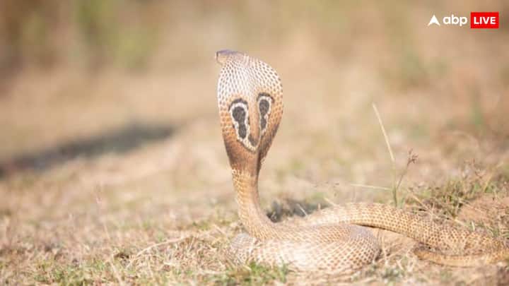 वहीं इंडियन कोबरा का व्यवहार इसके विपरीत है. बता दें कि इंडियन कोबरा आकार में छोटा होने के बावजूद अत्यधिक घातक होता है. दरअसल यह सांप इंसानी आबादी के ज्यादा पास रहता है, ये भी एक कारण है कि ये हमला जल्दी करता है.