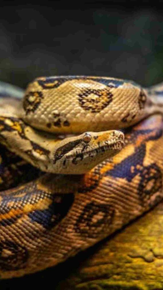 कितना होता है अजगर का वजन?