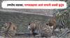 Melghat Tiger Reserve : उष्णतेच तडाखा, मेळघाट व्याघ्र प्रकल्पातील पाणवठ्यावर आलं वाघाचे अख्खे कुटुंब; अन् पुढे....