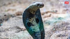 किंग कोबरा और इंडियन कोबरा में कौन ज्यादा घातक, जानिए किसके जहर से मर सकता हैं इंसान