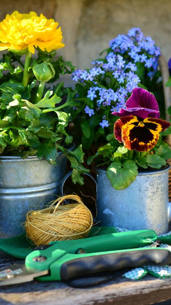 10 Flowering Plants That Bloom All Year Round