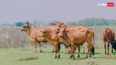 भारत के बाद किस देश में हैं सबसे ज्यादा गाय, कितनी है इनकी संख्या?