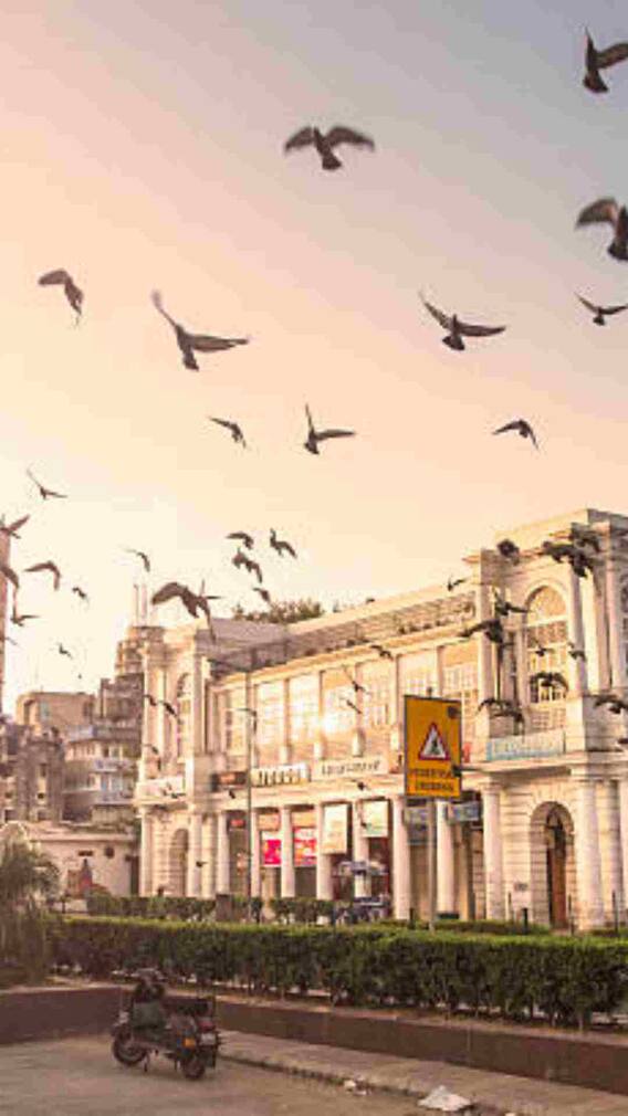 ये है सबसे तेज उड़ने वाला पक्षी