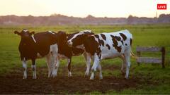 भारत के बाद किस देश में हैं सबसे ज्यादा गाय, कितनी है इनकी संख्या?