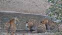 Melghat Tiger Reserve : उष्णतेच तडाखा, मेळघाट व्याघ्र प्रकल्पातील पाणवठ्यावर आलं वाघाचे अख्खे कुटुंब; अन् पुढे....