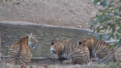 Melghat Tiger Reserve : उष्णतेच तडाखा, मेळघाट व्याघ्र प्रकल्पातील पाणवठ्यावर आलं वाघाचे अख्खे कुटुंब; अन् पुढे....