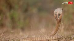 किंग कोबरा और इंडियन कोबरा में कौन ज्यादा घातक, जानिए किसके जहर से मर सकता हैं इंसान