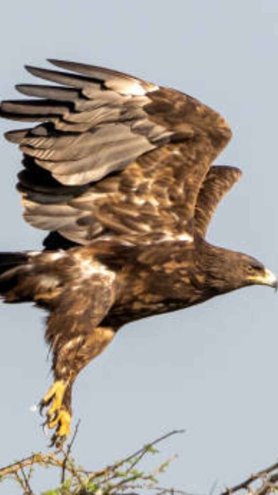 मरने से पहले जिंदा हो जाता है ये पक्षी